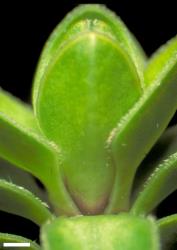 Veronica notialis. Leaf bud that is not tightly closed, but has a sinus between petioles of a leaf pair. Scale = 1 mm.
 Image: W.M. Malcolm © Te Papa CC-BY-NC 3.0 NZ